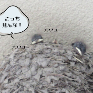 ツバメちゃん、ホゲホゲ