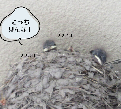 ツバメちゃん、ホゲホゲ