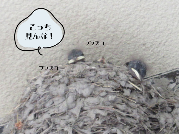 ツバメちゃん、ホゲホゲ